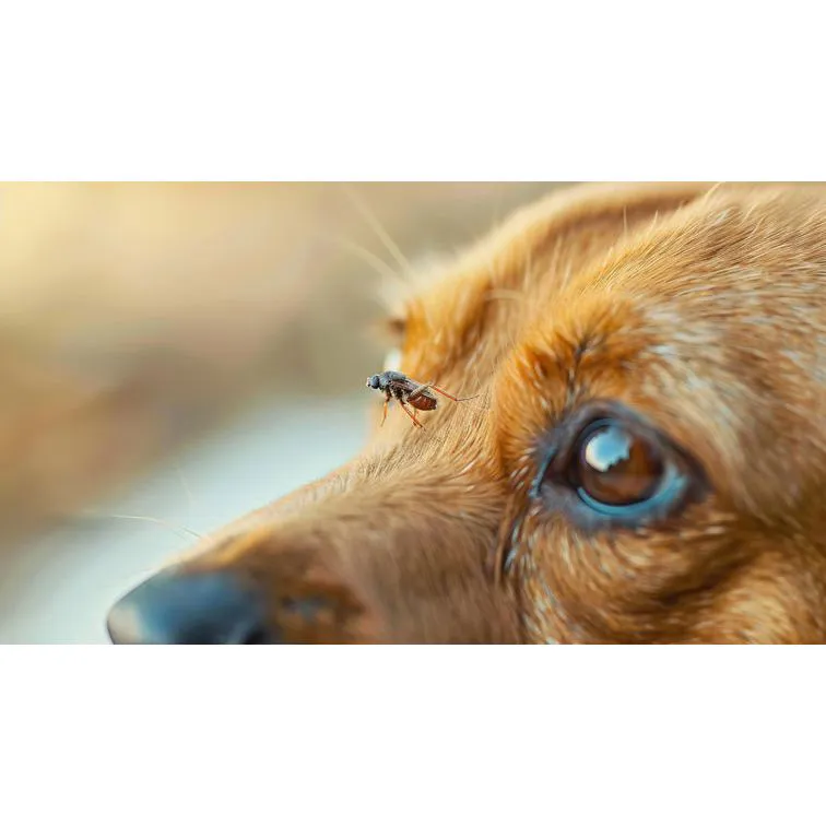 Filaria nel cane e nel gatto: cos’è, rischi e prevenzione
