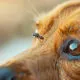 Filaria nel cane e nel gatto: cos’è, rischi e prevenzione