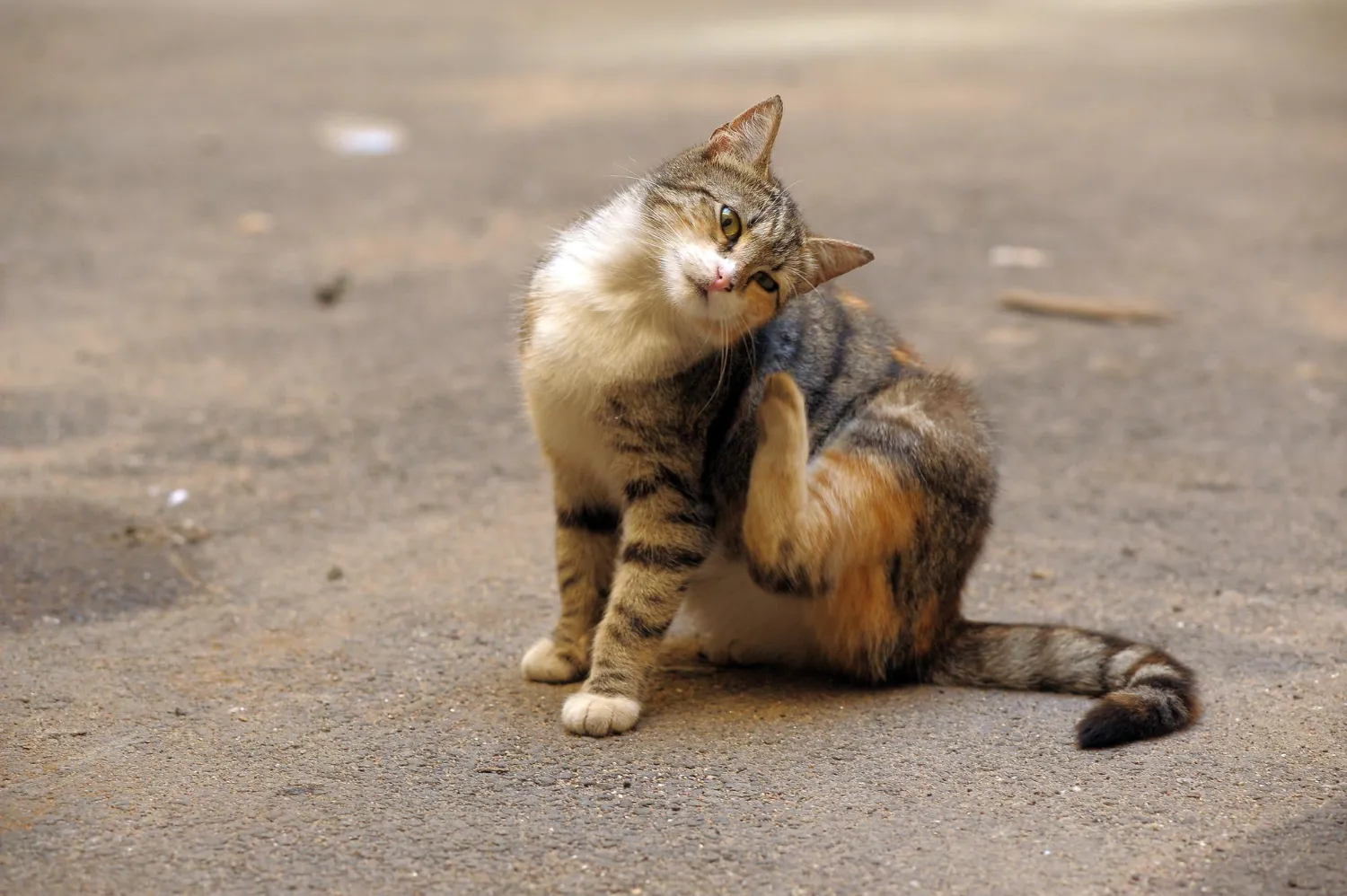 Prevenzione di pulci, zecche e pidocchi nel cane e nel gatto