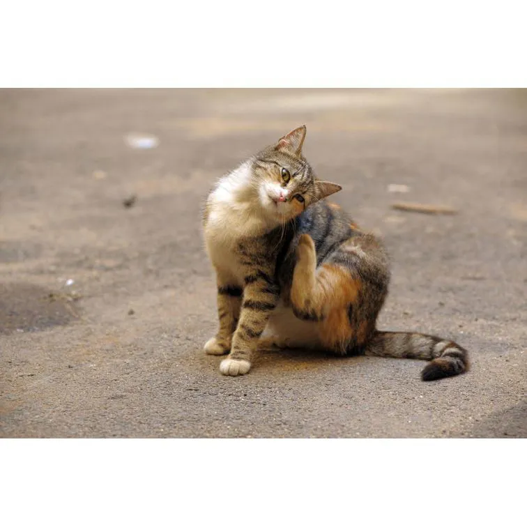 Prevenzione di pulci, zecche e pidocchi nel cane e nel gatto