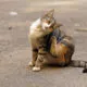 Prevenzione di pulci, zecche e pidocchi nel cane e nel gatto