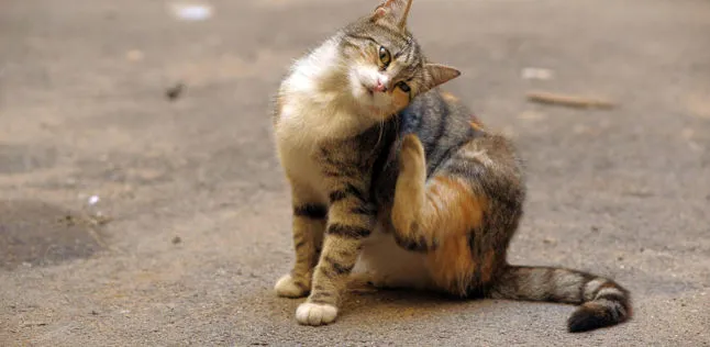 Gatto con prurito causato da pulci e zecche