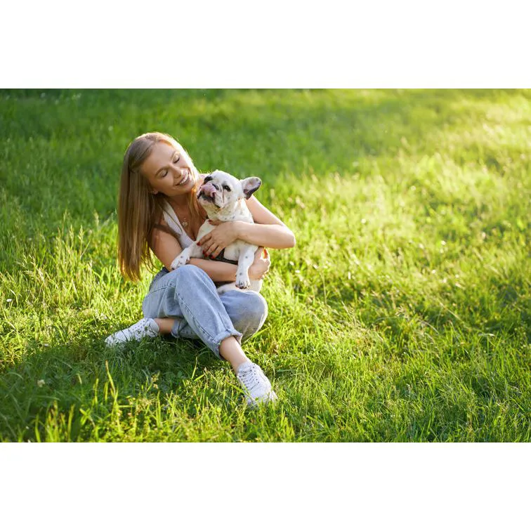 Leishmaniosi nel Cane: Guida Completa su Sintomi, Cura e Prevenzione