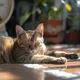 Caldo estivo e animali domestici:  come proteggere cani e gatti da afa