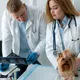 Radiografie ed ecografie di base