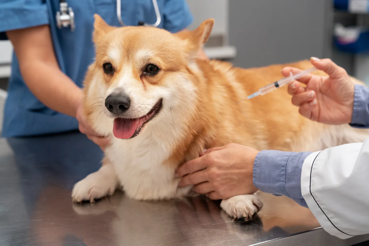 Vaccinazione di cane, gatto e coniglio: perché la profilassi è fondame