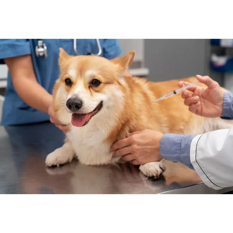 Vaccinazione di cane, gatto e coniglio: perché la profilassi è fondame