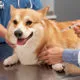 Vaccinazione di cane, gatto e coniglio: perché la profilassi è fondame