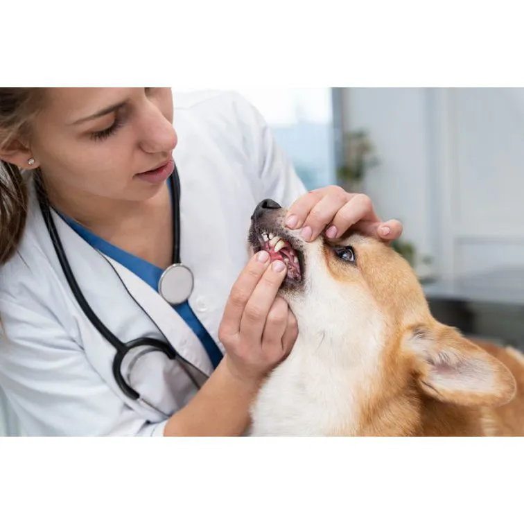 Igiene orale di cane e gatto: prevenzione, cura e profilassi dentale