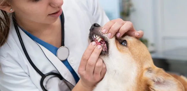 igiene orale del cane veterinario zevio