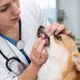 Igiene orale di cane e gatto: prevenzione, cura e profilassi dentale
